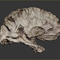 Modern hippocampus Human brain Human brain Brain structure 3d model