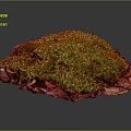 Vibrant Green Moss Plant Thriving on Natural Substrate with Dark Background