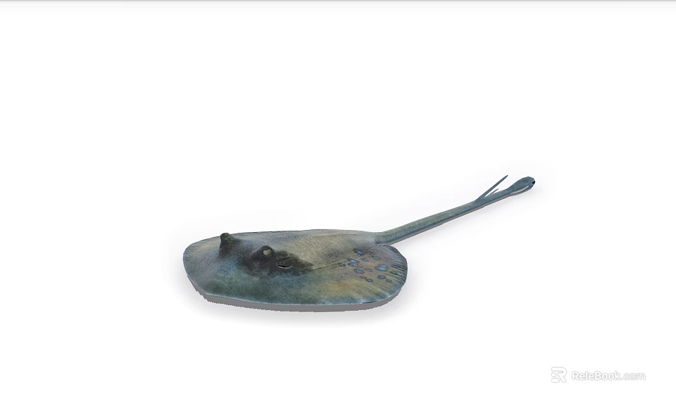 Stingray Aquatic Animal With Flat Body Long Tail And Blue Green Coloration 3d model 