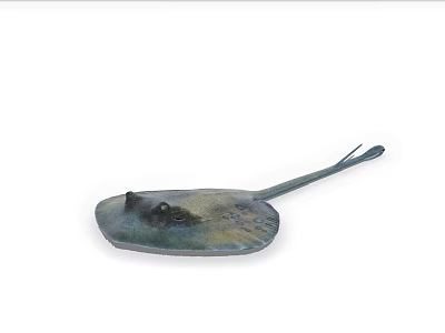 Stingray Aquatic Animal With Flat Body Long Tail And Blue Green Coloration 3d model