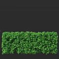 Lush Green Shrubs With Neatly Trimmed Foliage And Dense Growth