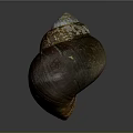 Conch Shell With Brown Exterior And Iridescent Blue White Top Natural Texture