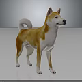 Orange and white Shiba Inu standing on reflective black surface with gray gradient background