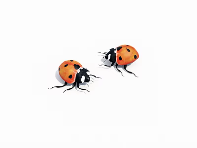 Two Orange Ladybugs With Black Spots On White Background 3d model
