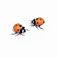 Two Orange Ladybugs With Black Spots On White Background 3d model