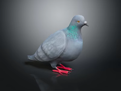 Gray Pigeon With Green Iridescent Neck And Red Feet Standing On Dark Background 3d model