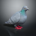 Gray Pigeon With Green Iridescent Neck And Red Feet Standing On Dark Background