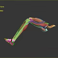 Detailed Human Leg Muscle Anatomy 3D Illustration Showing Muscle And Bone Structure