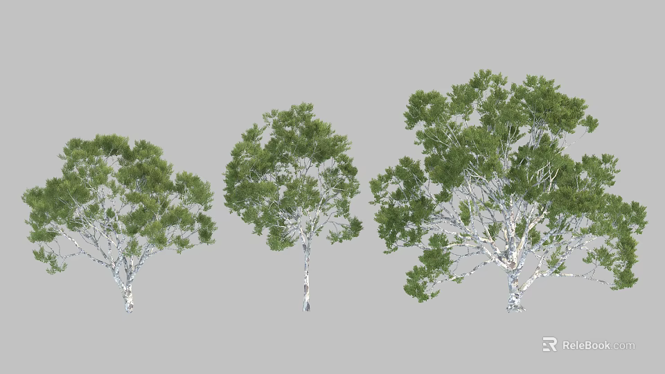 Three Garden Arbor Trees With Lush Green Leaves And White Trunks 3d model