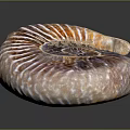 Aquatic Animal Ammonite Fossil Shell With Intricate Spiral Design And Natural Texture