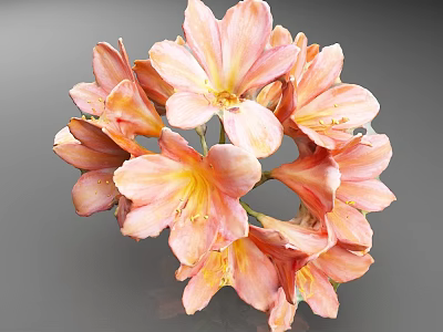 Pink and Orange Flowers with Dense Layered Petals on Gray Background 3d model