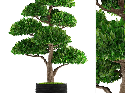 Decorative Bonsai Plant With Layered Green Foliage In Black Pot Design 3d model