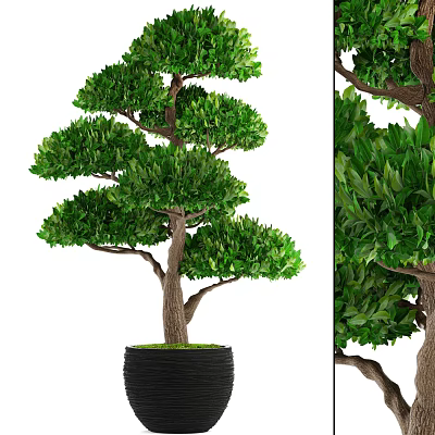 Decorative Bonsai Plant With Layered Green Foliage In Black Pot Design 3d model