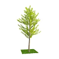Lush Green Arbor with Dense Foliage and Straight Trunk on Fresh Grass
