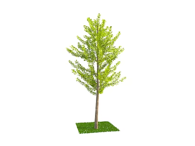 Lush Green Arbor with Dense Foliage and Straight Trunk on Fresh Grass 3d model