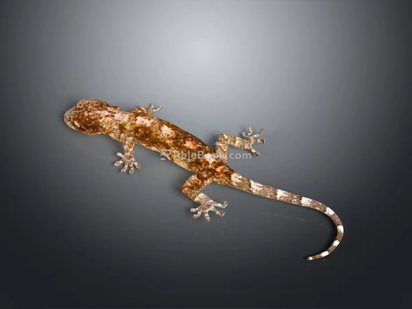Gecko flying gecko large gecko multiple warts gecko webbed gecko webbed toed gecko reptile 3d model