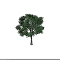 Tall Arbor with Lush Green Foliage and Strong Trunk on Dark Background