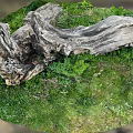 Natural Weathered Wood Log Surrounded By Green Grass And Lush Plants