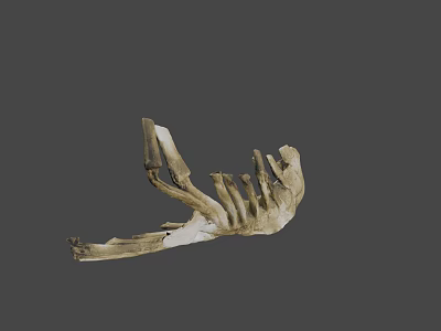 Detailed Light Brown Animal Jawbone Skeletal Specimen on Gray Background 3d model