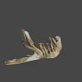 Detailed Light Brown Animal Jawbone Skeletal Specimen on Gray Background