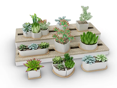 Various Bonsai Potted Plants on Layered Wooden Shelf with White Pots and Succulents 3d model