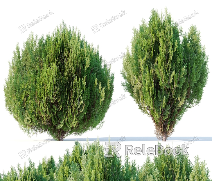 Shrub, Cypress, Cypress, Phoenix, Cypress model