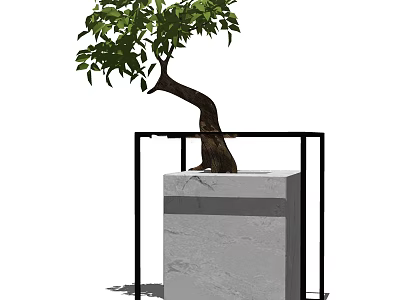 Bonsai Plant With Curved Trunk Green Leaves On Gray Marble Base And Black Frame 3d model