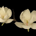 White Magnolia Blooms With Two Flowers And Branches On Black Background