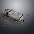 Black Beetle With Orange Antennae And Dark Exoskeleton Isolated On Dark Background