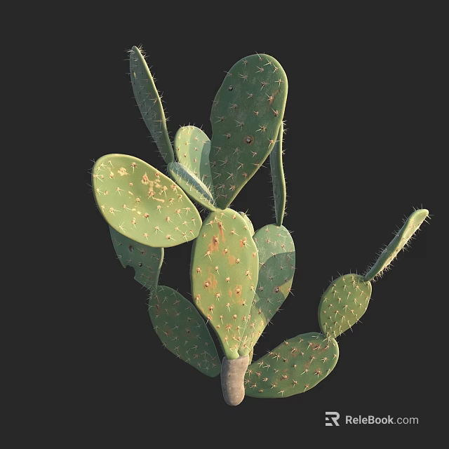 Green Cactus Plant With Flat Pads Spines And Spots On Black Background 3d model