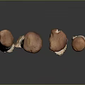 Modern Mushroom Shiitake Straw Mushroom Poisonous Mushroom 3d model