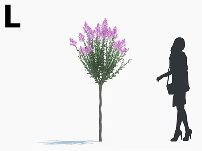 Purple Flowering Tree With Tall Stem Green Leaves And Female Silhouette In Garden 3d model