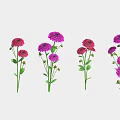 Beautiful Red and Purple Flowers with Green Stems and Leaves Arranged in a Row