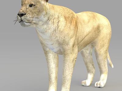 Tawny Lioness Standing Alert With Majestic Posture And Smooth Fur 3d model