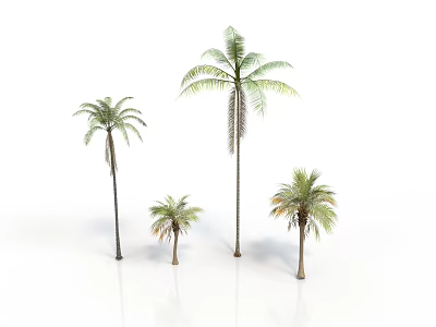 Four Palm Arbor Trees With Different Sizes And Green Foliage 3d model