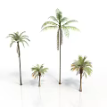 Four Palm Arbor Trees With Different Sizes And Green Foliage