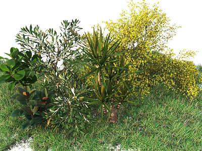 Various Garden Shrubs With Different Leaves And Yellow Flowers In Grass 3d model