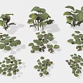Diverse Green Plants With Various Leaf Shapes And Sizes On White Background