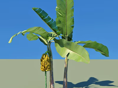 Banana Tree With Large Green Leaves And Ripe Banana Bunch Against Clear Blue Sky 3d model
