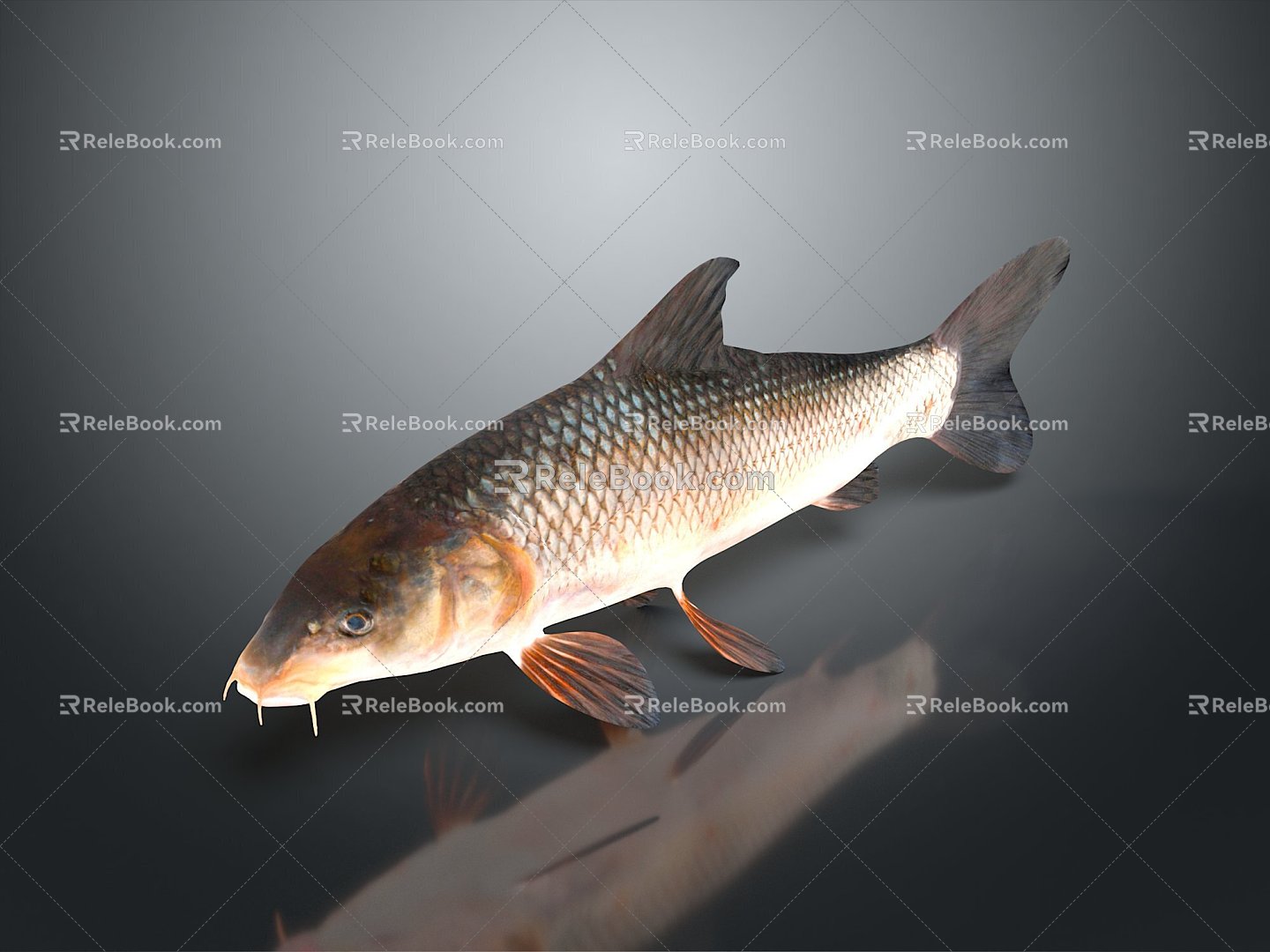 Catfish Carp Sturgeon Bass Freshwater Fish Various Carp Grass Carp Crucian Carp 3d model