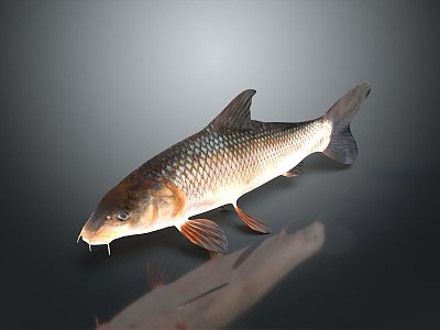 Catfish Carp Sturgeon Bass Freshwater Fish Various Carp Grass Carp Crucian Carp 3d model