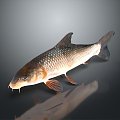 Catfish Carp Sturgeon Bass Freshwater Fish Various Carp Grass Carp Crucian Carp 3d model