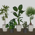 Various Types of Decorative Potted Green Plants in White and Black Pots for Indoor Decor