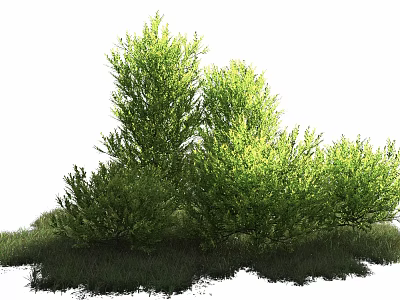 Green Shrubs With Lush Leaves And Various Heights For Garden Landscaping 3d model