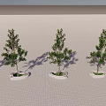 Multiple Tree Planters With Green Trees Arranged On Paved Ground With Shadows 3d model