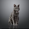 Gray Cat with Red Collar Green Eyes Sitting on Shiny Black Surface Against Dark Background