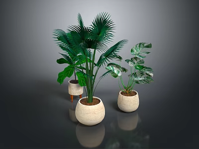 Plants With Lush Green Tropical Leaves In Light Colored Ceramic Planters For Indoor Home Decor 3d model