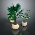 Plants With Lush Green Tropical Leaves In Light Colored Ceramic Planters For Indoor Home Decor
