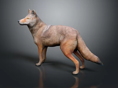 Realistic Wolf 3D Model Standing In Side View With Dark Background And Reflection 3d model