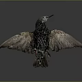 European Starling With Spread Wings And Black White Spotted Feathers On Dark Background